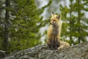Images Dated 30th May 2015: Red Fox Vixen