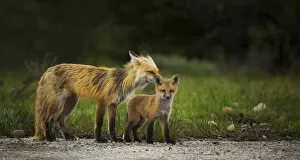 Images Dated 27th May 2015: Red Fox Vixen and Kit