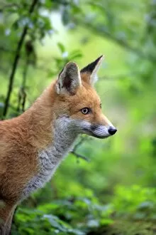 Images Dated 26th September 2012: Red Fox -Vulpes vulpes-, adult, alert, captive, Hanau, Hesse, Germany