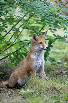 Red Fox -Vulpes vulpes-, adult, alert, captive, Hanau, Hesse, Germany