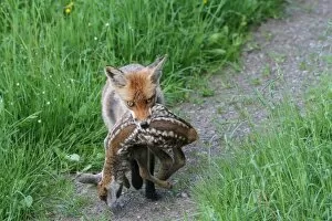 Images Dated 27th May 2012: Red fox -Vulpes vulpes- with a captured fawn, Allgaeu, Bavaria, Germany, Europe
