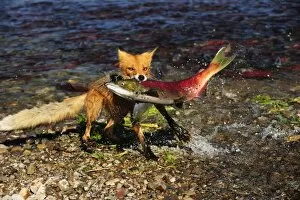 Red Fox -Vulpes vulpes- with a caught salmon, Kurile Lake, Kamchatka Peninsula, Russia