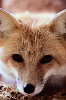 Red fox (Vulpes vulpes), CLOSE-UP