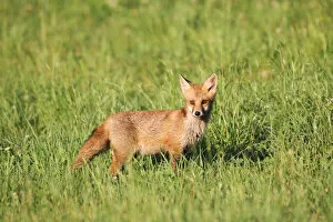 Images Dated 23rd July 2013: Red Fox -Vulpes vulpes- cub standing in the grass, Allgau, Bavaria, Germany