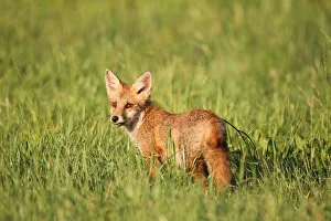 Images Dated 23rd July 2013: Red Fox -Vulpes vulpes- cub standing in the grass, Allgau, Bavaria, Germany