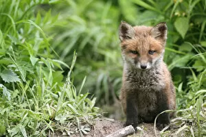 Images Dated 25th May 2013: Red Fox -Vulpes vulpes-, fox pup, circa 7 weeks, outside the den, Allgau, Bavaria, Germany