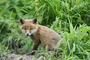 Images Dated 25th May 2013: Red Fox -Vulpes vulpes-, fox pup, circa 7 weeks, outside the den, Allgau, Bavaria, Germany