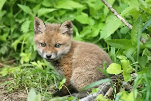 Images Dated 25th May 2013: Red Fox -Vulpes vulpes-, fox pup, circa 7 weeks, outside the den, Allgaeu, Bavaria, Germany