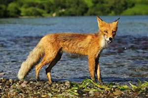 Red Fox -Vulpes vulpes- on the lakeshore in the evening light, Kurile Lake, Kamchatka Peninsula, Russia