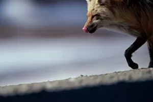 Animal Head Gallery: Red fox (Vulpes vulpes) licking lips