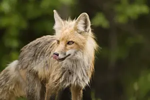 Red Fox (Vulpes Vulpes) In Prince Albert National Park