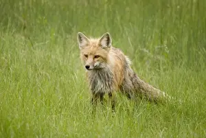 Red Fox (Vulpes Vulpes) In Prince Albert National Park
