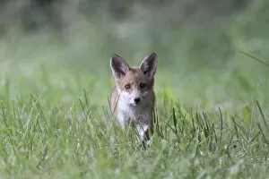 Images Dated 7th June 2012: Red Fox -Vulpes vulpes-, pup, North Hesse, Hesse, Germany