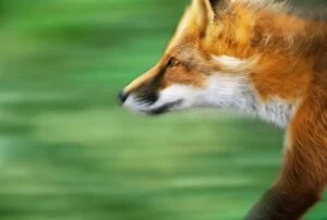 Images Dated 2nd September 2005: Red fox (Vulpes vulpes) running, side view, close-up (blurred motion)