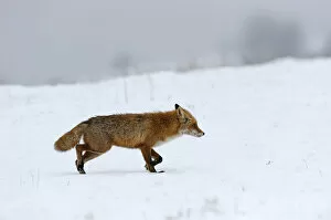 Southeast Europe Gallery: Red Fox -Vulpes vulpes-, during the rut season in February, Sinite Kamani Nature Park, Bulgaria