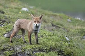 Images Dated 25th July 2013: Red Fox -Vulpes vulpes- standing on an alpine meadow, Tyrolean Unterland, Tyrol, Austria