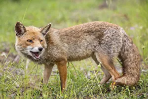 Images Dated 10th May 2013: Red Fox -Vulpes vulpes-, Tuscany, Italy