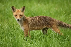 Red Fox -Vulpes vulpes-, young fox, three months, Allgaeu, Bavaria, Germany, Europe