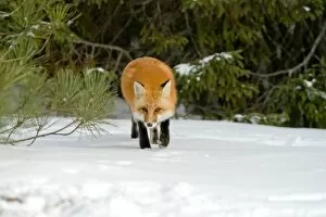 Red Fox In Winter