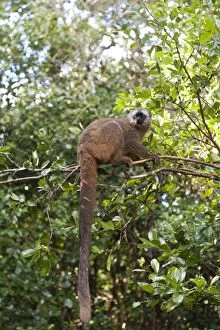 Images Dated 20th May 2013: Red-fronted Lemur -Eulemur rufifrons-, with a long drooping tail, Ranomafana National Park
