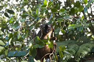 Images Dated 20th May 2013: Red-fronted Lemur -Eulemur rufifrons-, in green foliage, Ranomafana National Park, Madagascar