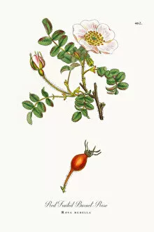 Images Dated 4th June 2018: Red-fruited Burnet-Rose, rosa rubella, Victorian Botanical Illustration, 1863