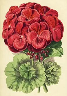 Colour Format Prints: Red Geranium