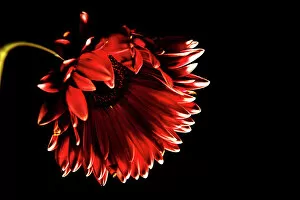 Daisy Family Gallery: Red gerbera daisy with black background