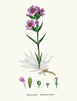 English Botany, or Coloured figures of British Plants Collection: Red German Catchfly flower