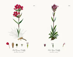 Images Dated 30th November 2017: Red German Catchfly, Lychnis Viscaria, Victorian Botanical Illustration, 1863