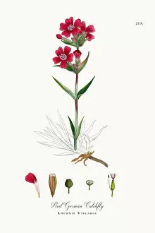 Images Dated 4th October 2017: Red German Catchfly, Lychnis Viscaria, Victorian Botanical Illustration, 1863
