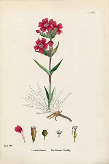 Images Dated 18th February 2017: Red German Catchfly, Lychnis Viscaria, Victorian Botanical Illustration, 1863