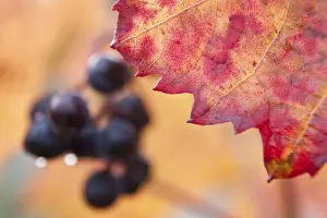 Vitaceae Prints: Red grapes, vine at the Moselle river, autumn