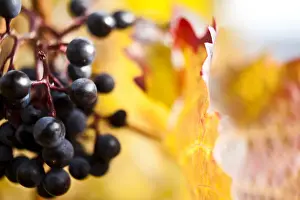 Vitaceae Prints: Red grapes, vine at the Moselle river, autumn