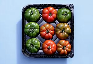 Images Dated 23rd June 2011: Red and green tomatoes in a black plastic tray