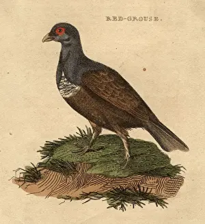 Red Grouse