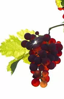 Images Dated 16th September 2012: Red Gutedel grapes with backlighting, Markgraeflerland region, Baden-Wurttemberg, Germany, Europe