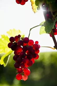 Red Gutedel grapes with backlighting, Markgraeflerland region, Baden-Wurttemberg, Germany, Europe