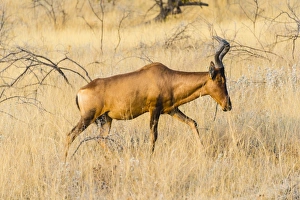 Red hartebeest -Alcelaphus buselaphus-, Etosha National Park, Namibia Red hartebeest -Alcelaphus buselaphus-, Etosha National Park, Namibia