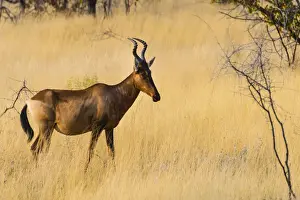 Red hartebeest, -Alcelaphus buselaphus- in dry grass, Etosha National Park, Namibia