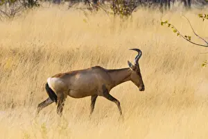 Savannah Prints: Red hartebeest, -Alcelaphus buselaphus- walking through the dry grass