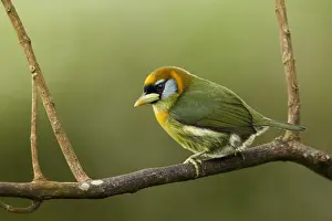 Red-headed Barbet