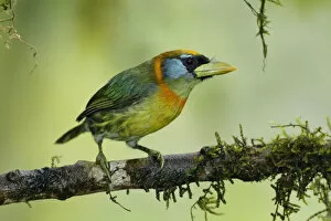 Images Dated 19th February 2017: Red-headed Barbet female (Eubucco bourcierii)