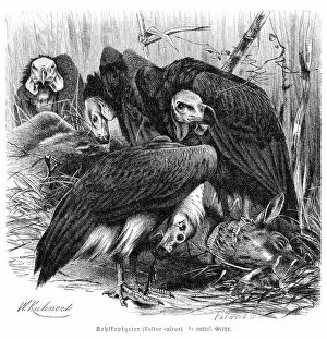 Images Dated 27th February 2017: Red-headed vulture engraving 1892