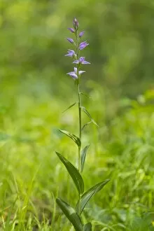Images Dated 30th June 2013: Red helleborine -Cephalanthera rubra-, flower, Thuringia, Germany