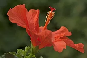 Images Dated 6th October 2014: Red Hibiscus flower -Hibiscus-, Bavaria, Germany
