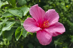 Images Dated 15th March 2012: Red Hibiscus flower -Hibiscus-, Ko Samui, Thailand