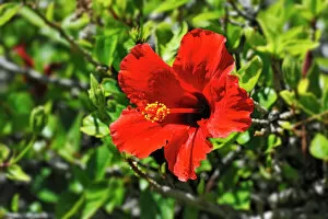 Images Dated 1st January 2014: Red Hibiscus flower -Hibiscus-, Windhoek, Namibia