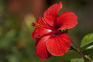 Spermatophyta Prints: Red Hibiscus (Hibiscus) flower