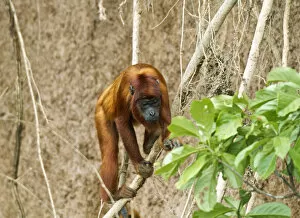 Anthropoidea Gallery: Red Howler Monkey -Alouatta seniculus-, Tambopata Nature Reserve, Madre de Dios Region, Peru